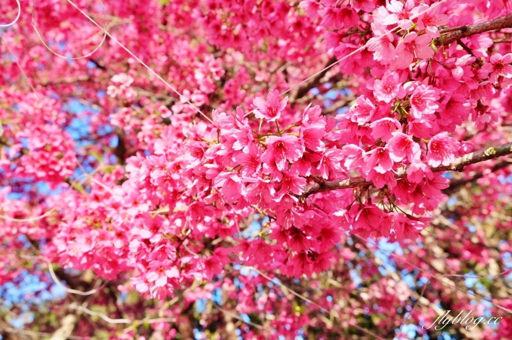 南投水里｜阿本農場櫻花園．2025櫻花季1/13開始囉！搭乘350元接駁車入園 @飛天璇的口袋