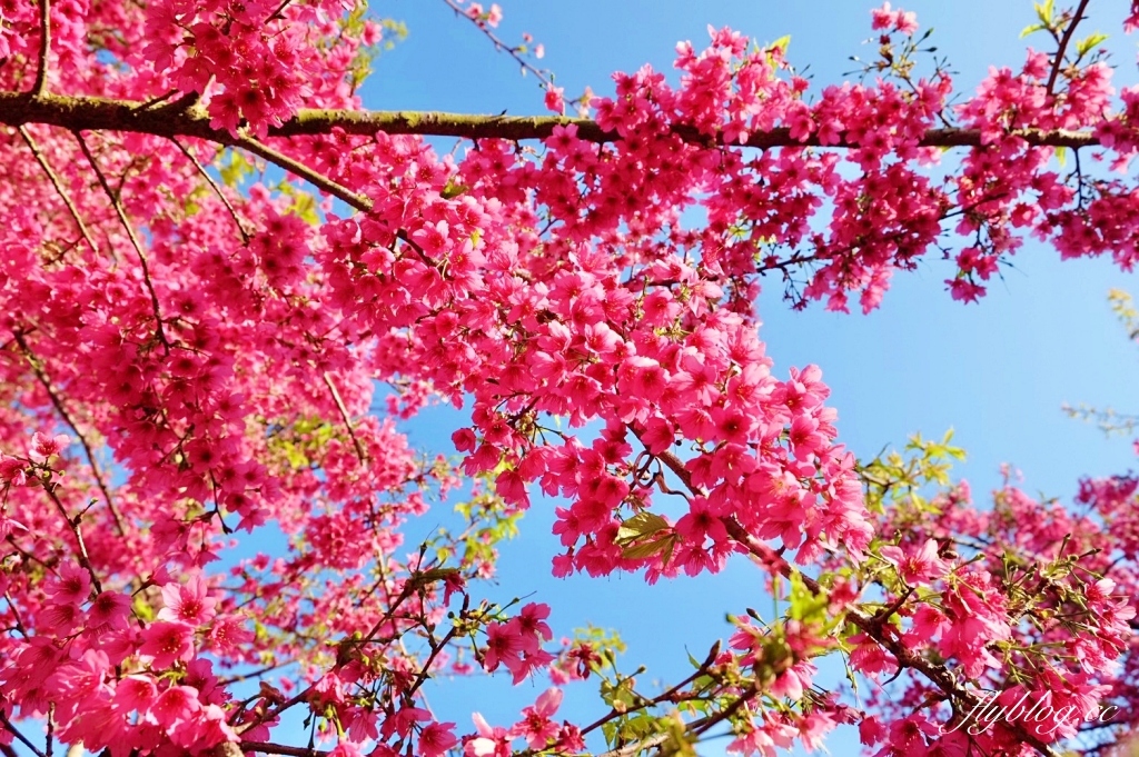 南投水里｜阿本農場櫻花園．2025櫻花季1/13開始囉！搭乘350元接駁車入園 @飛天璇的口袋