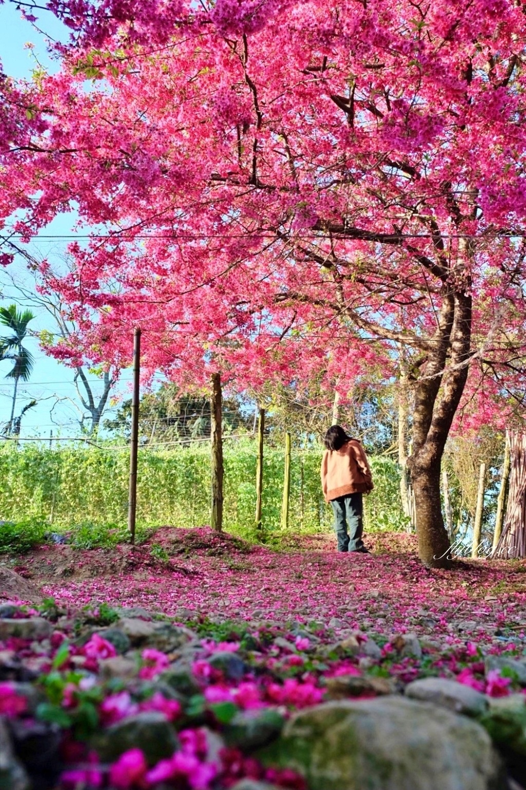 南投水里｜阿本農場櫻花園．2025櫻花季1/13開始囉！搭乘350元接駁車入園 @飛天璇的口袋