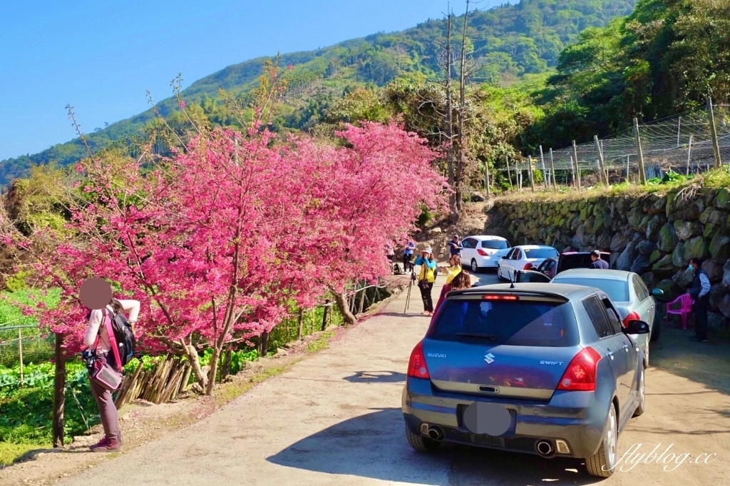 南投水里｜阿本農場櫻花園．2025櫻花季1/13開始囉！搭乘350元接駁車入園 @飛天璇的口袋