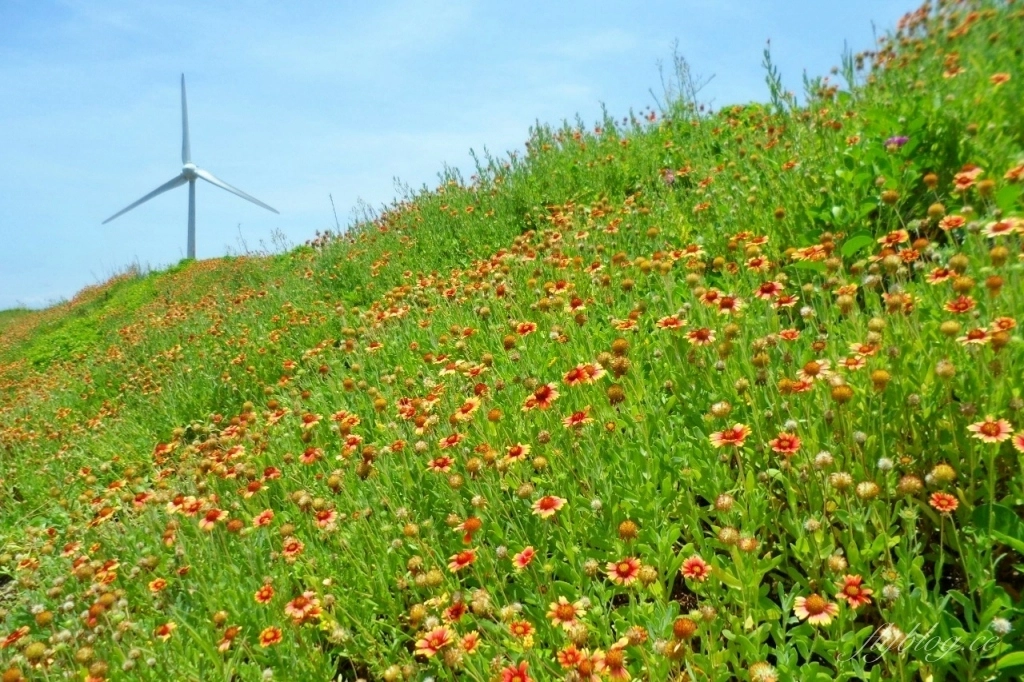 【後龍景點懶人包】苗栗後龍一日遊．TOP 10美食景點伴手禮推薦 @飛天璇的口袋