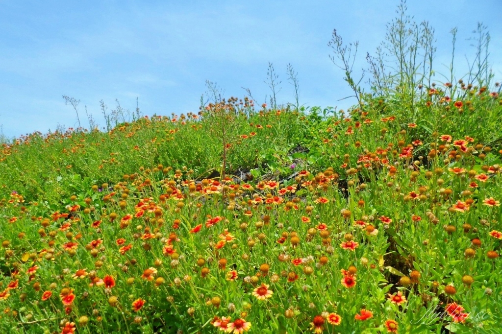 苗栗後龍｜海角樂園．後龍必遊IG打卡秘境，七彩彩虹和平地小天池，6月~9月天人菊花季最美 @飛天璇的口袋