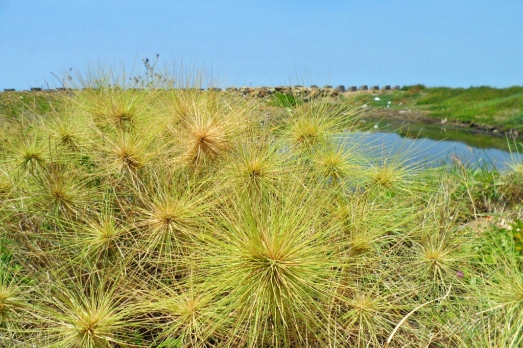 苗栗後龍｜海角樂園．後龍必遊IG打卡秘境，七彩彩虹和平地小天池，6月~9月天人菊花季最美 @飛天璇的口袋
