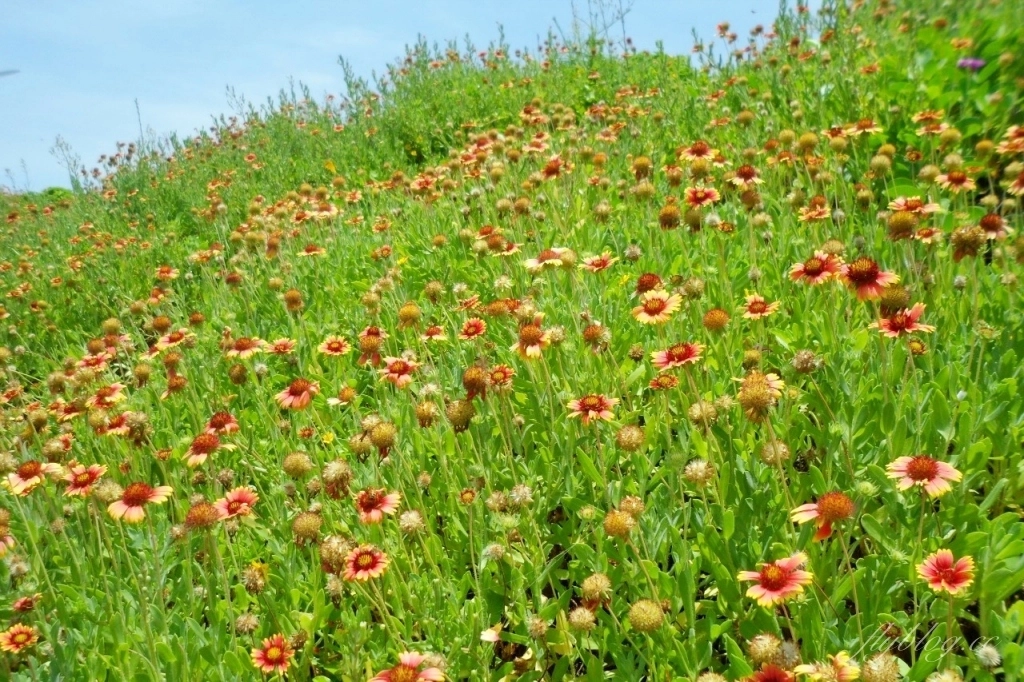 苗栗後龍｜海角樂園．後龍必遊IG打卡秘境，七彩彩虹和平地小天池，6月~9月天人菊花季最美 @飛天璇的口袋