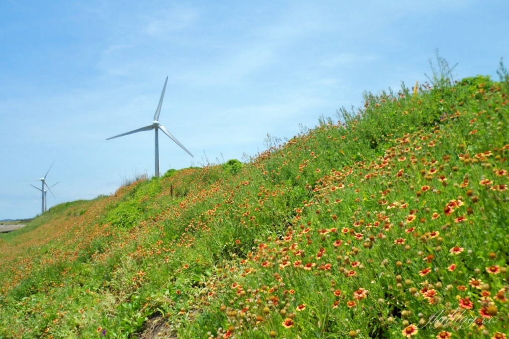 苗栗後龍｜海角樂園．後龍必遊IG打卡秘境，七彩彩虹和平地小天池，6月~9月天人菊花季最美 @飛天璇的口袋