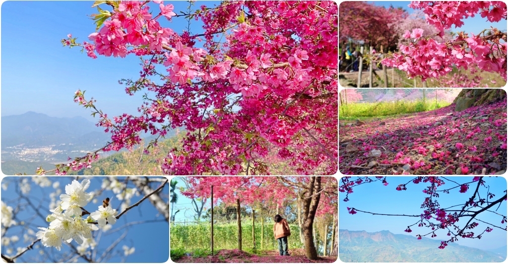 南投水里｜阿本農場櫻花園．2025櫻花季1/13開始囉！搭乘350元接駁車入園 @飛天璇的口袋