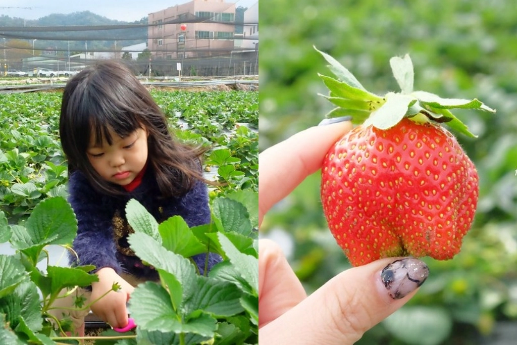 台中潭子｜草莓世界．採草莓不用到苗栗大湖，台中潭子就有草莓園，無毒有機草莓吃的安心 @飛天璇的口袋