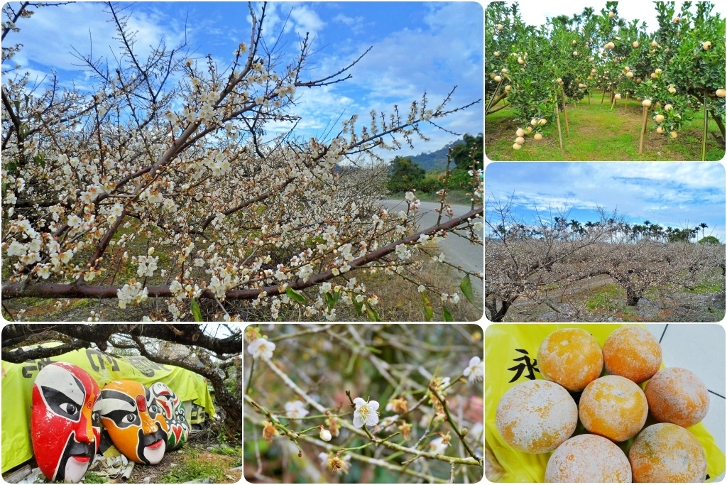 【台中東勢】上段阿公休閒度假農庄，云饌休閒庭園餐廳旁，東關路賞梅秘境，2022梅園最新花況 @飛天璇的口袋