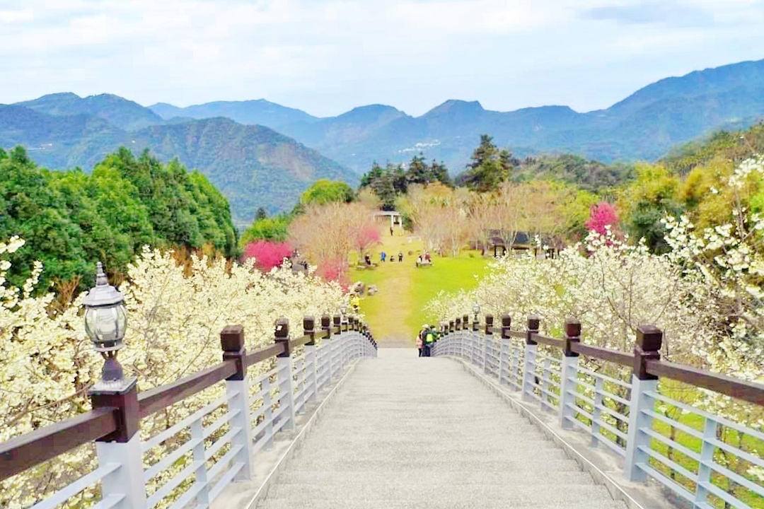 嘉義梅山｜寒溪呢森林人文叡地．TWICE周子瑜打卡的賞櫻秘境，聖塔山群峰下的雪白桃花源 @飛天璇的口袋