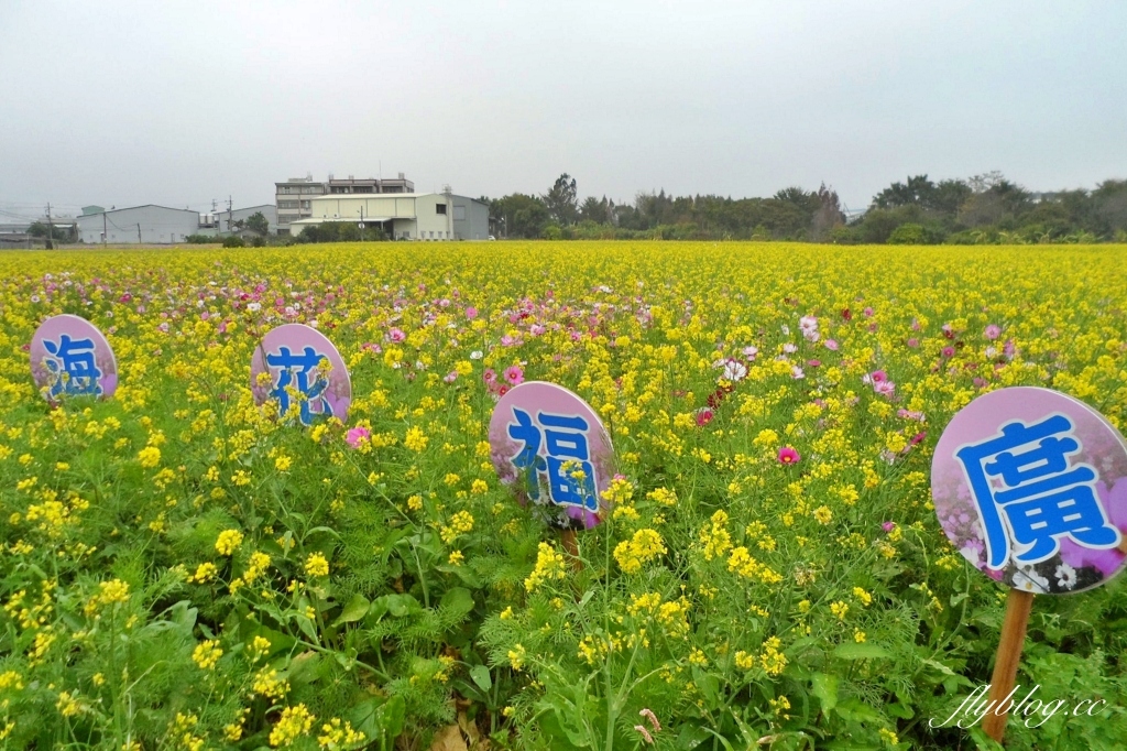 廣福花海｜一期一會的西屯花海，春節走春的好去處！ @飛天璇的口袋