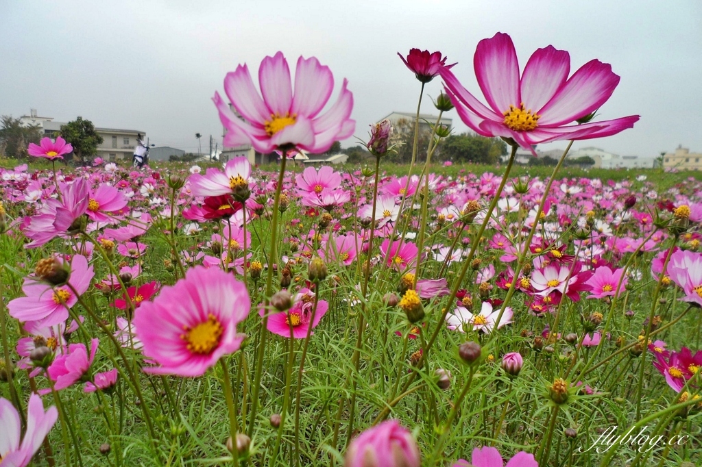 廣福花海｜一期一會的西屯花海，春節走春的好去處！ @飛天璇的口袋