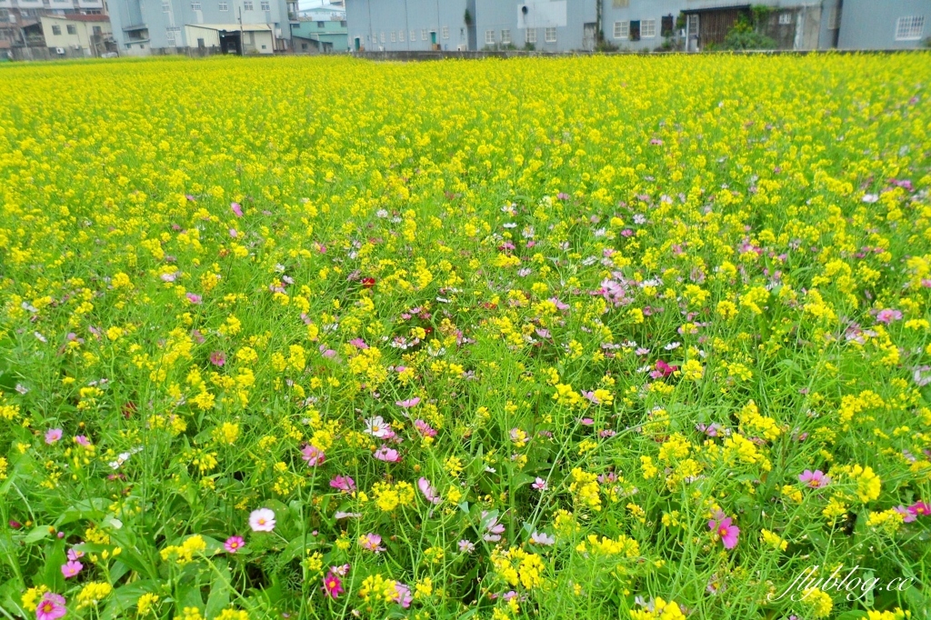廣福花海｜一期一會的西屯花海，春節走春的好去處！ @飛天璇的口袋