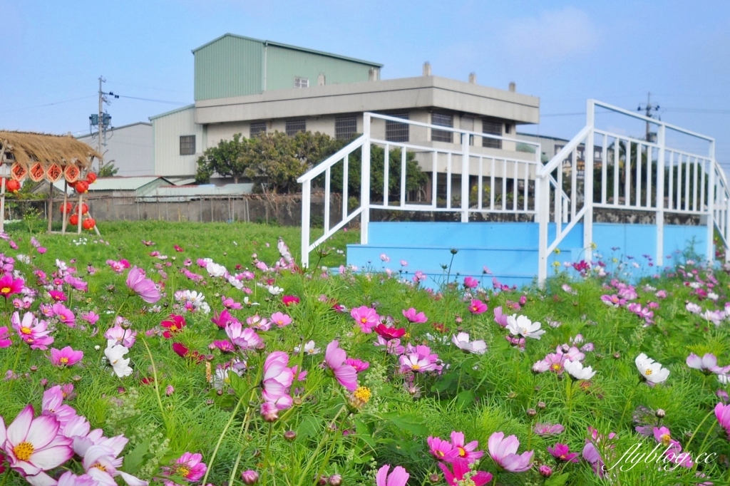 廣福花海｜一期一會的西屯花海，春節走春的好去處！ @飛天璇的口袋