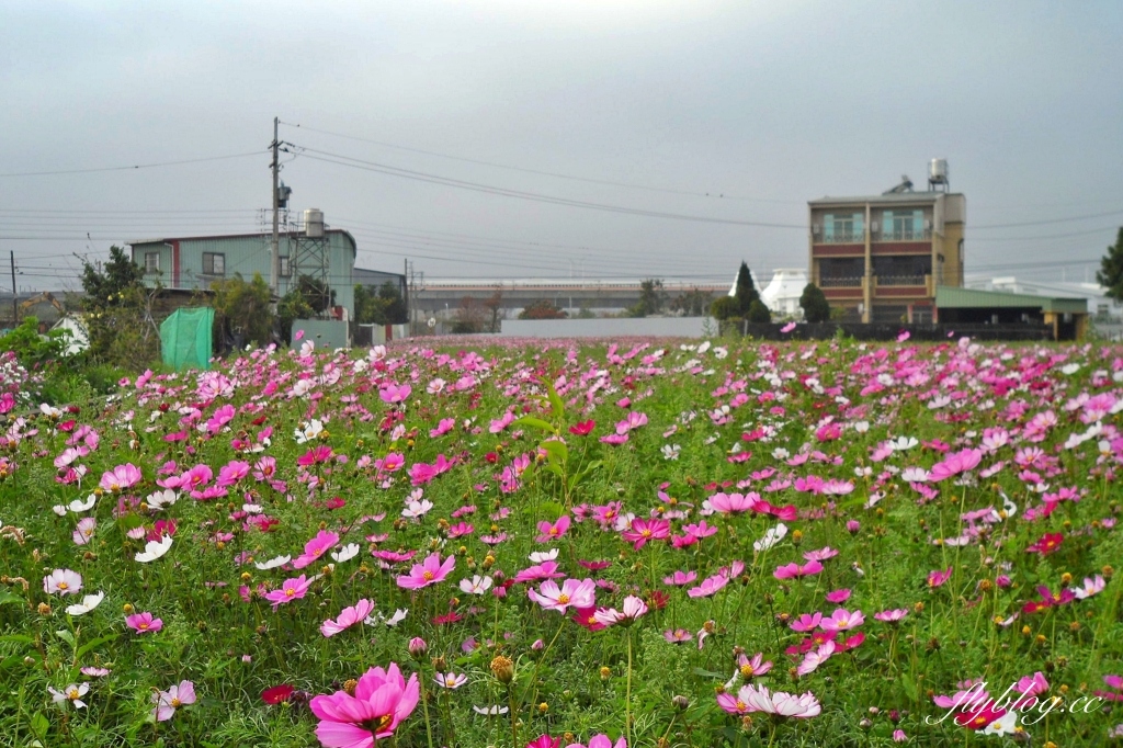 廣福花海｜一期一會的西屯花海，春節走春的好去處！ @飛天璇的口袋