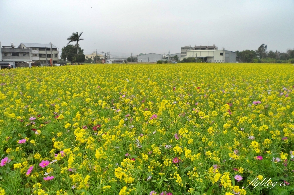 廣福花海｜一期一會的西屯花海，春節走春的好去處！ @飛天璇的口袋