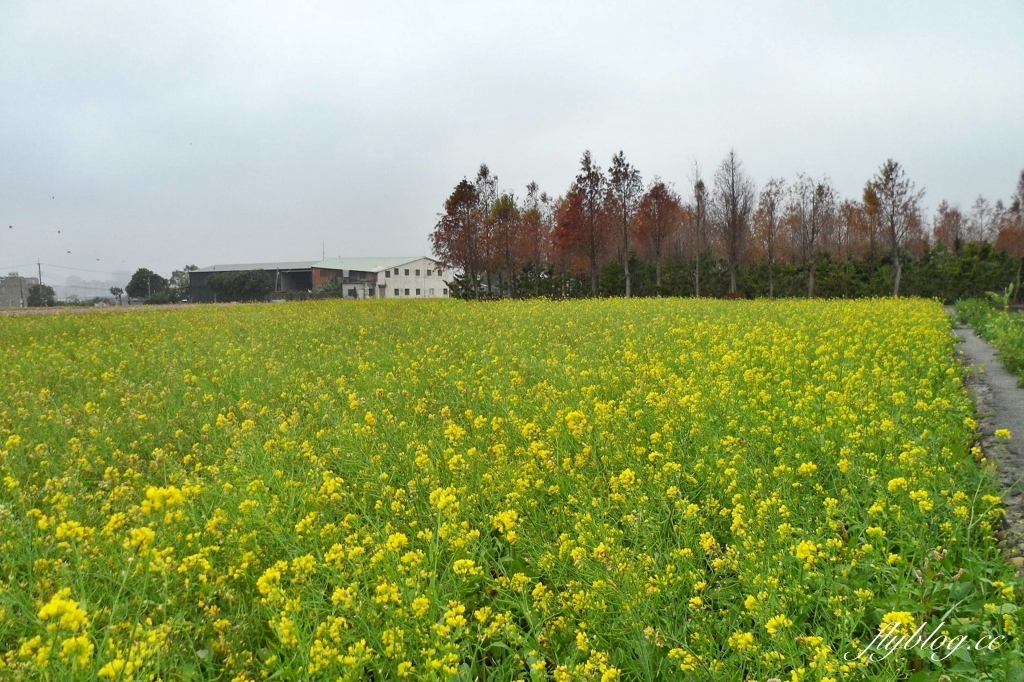 廣福花海｜一期一會的西屯花海，春節走春的好去處！ @飛天璇的口袋