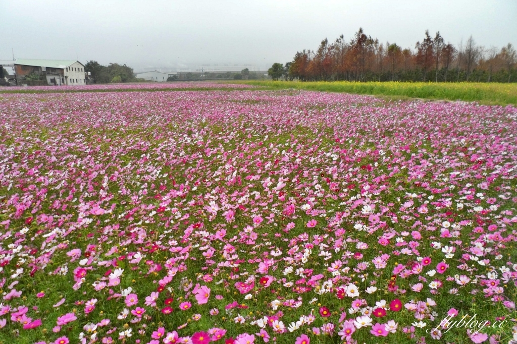 廣福花海｜一期一會的西屯花海，春節走春的好去處！ @飛天璇的口袋