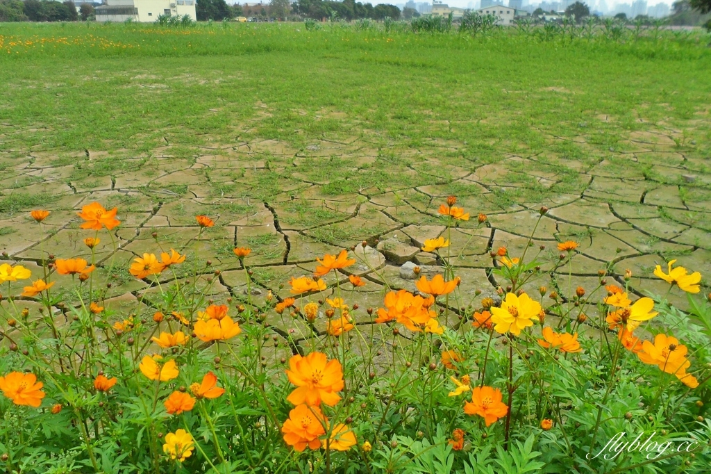 廣福花海｜一期一會的西屯花海，春節走春的好去處！ @飛天璇的口袋