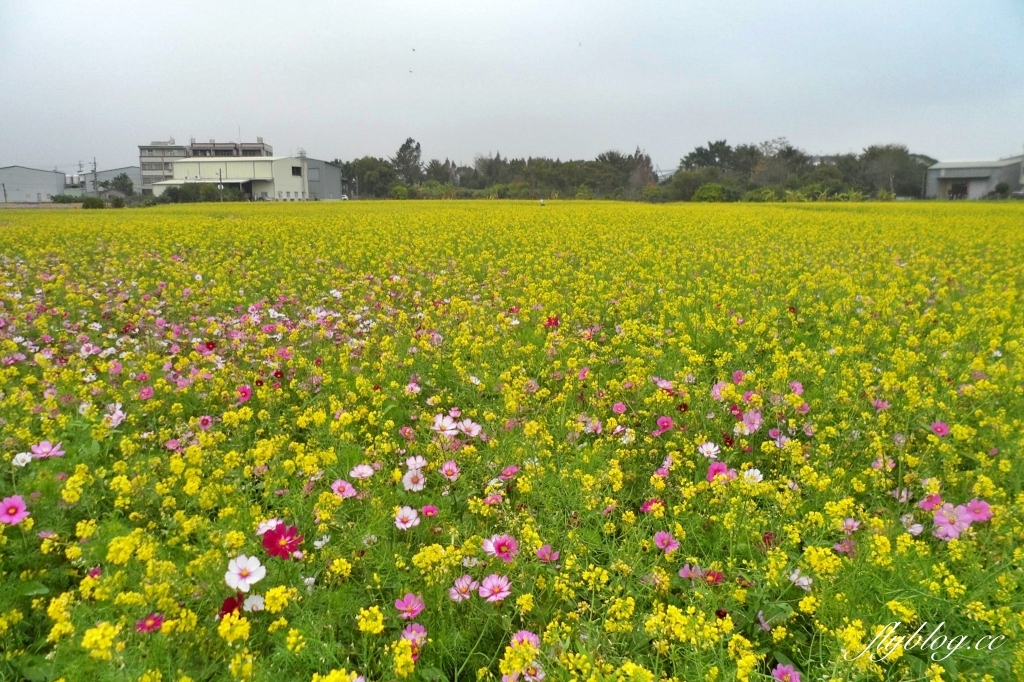 廣福花海｜一期一會的西屯花海，春節走春的好去處！ @飛天璇的口袋