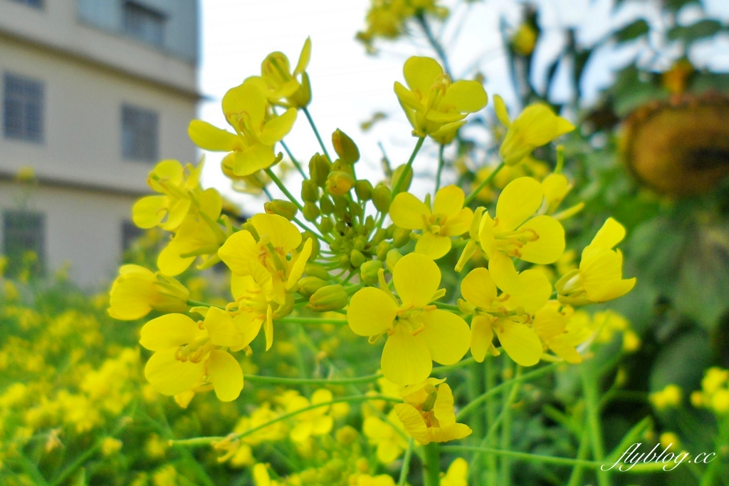 廣福花海｜一期一會的西屯花海，春節走春的好去處！ @飛天璇的口袋
