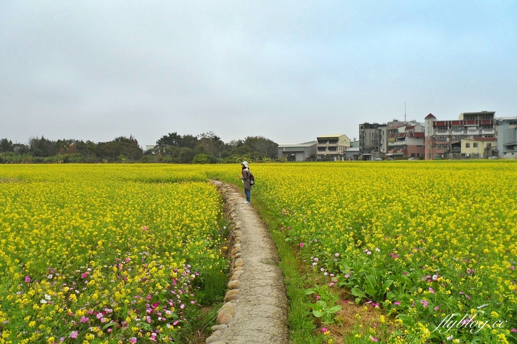 廣福花海｜一期一會的西屯花海，春節走春的好去處！ @飛天璇的口袋