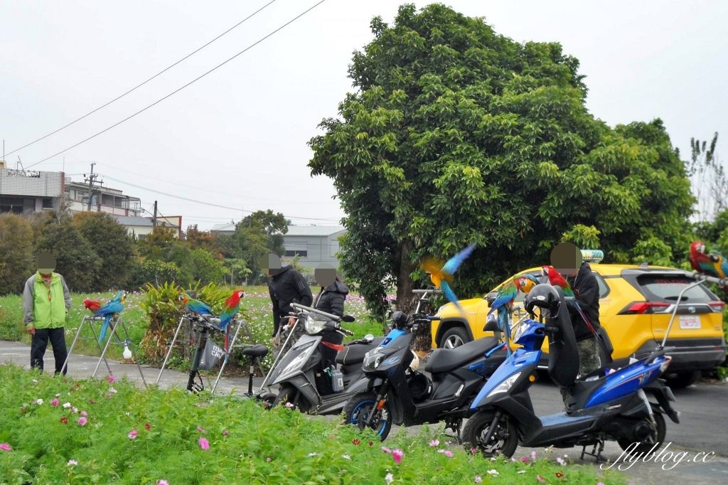 廣福花海｜一期一會的西屯花海，春節走春的好去處！ @飛天璇的口袋