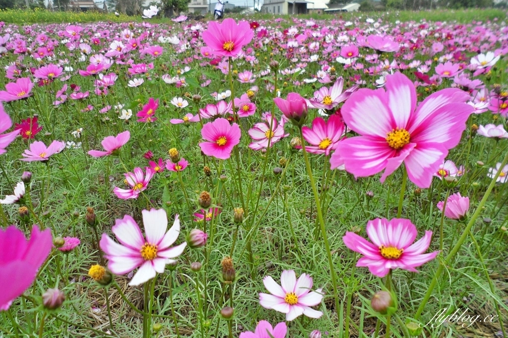廣福花海｜一期一會的西屯花海，春節走春的好去處！ @飛天璇的口袋