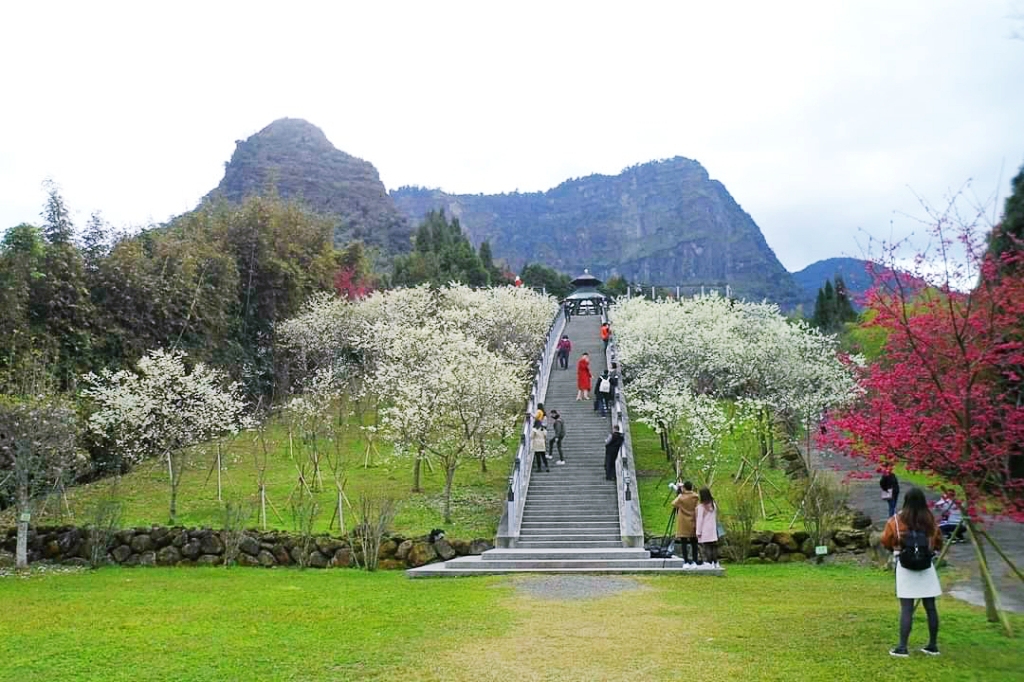 嘉義梅山｜寒溪呢森林人文叡地．TWICE周子瑜打卡的賞櫻秘境，聖塔山群峰下的雪白桃花源 @飛天璇的口袋