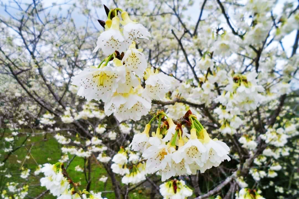 嘉義梅山|寒溪呢森林人文叡地.TWICE周子瑜打卡的賞櫻秘境,聖塔山群峰下的雪白桃花源 @飛天璇的口袋 嘉義梅山|寒溪呢森林人文叡地.TWICE周子瑜打卡的賞櫻秘境,聖塔山群峰下的雪白桃花源 @飛天璇的口袋