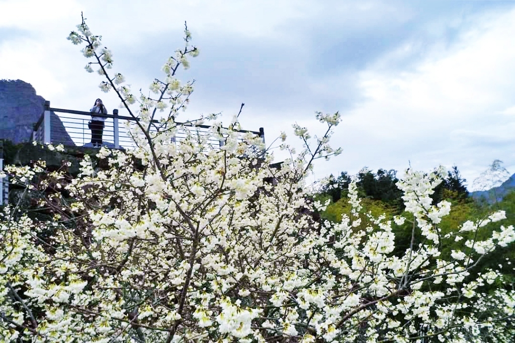 嘉義梅山｜寒溪呢森林人文叡地．TWICE周子瑜打卡的賞櫻秘境，聖塔山群峰下的雪白桃花源 @飛天璇的口袋