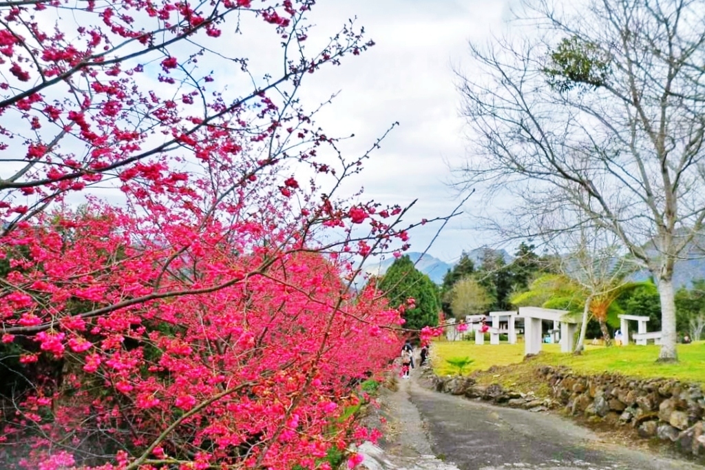 嘉義梅山|寒溪呢森林人文叡地.TWICE周子瑜打卡的賞櫻秘境,聖塔山群峰下的雪白桃花源 @飛天璇的口袋 嘉義梅山|寒溪呢森林人文叡地.TWICE周子瑜打卡的賞櫻秘境,聖塔山群峰下的雪白桃花源 @飛天璇的口袋