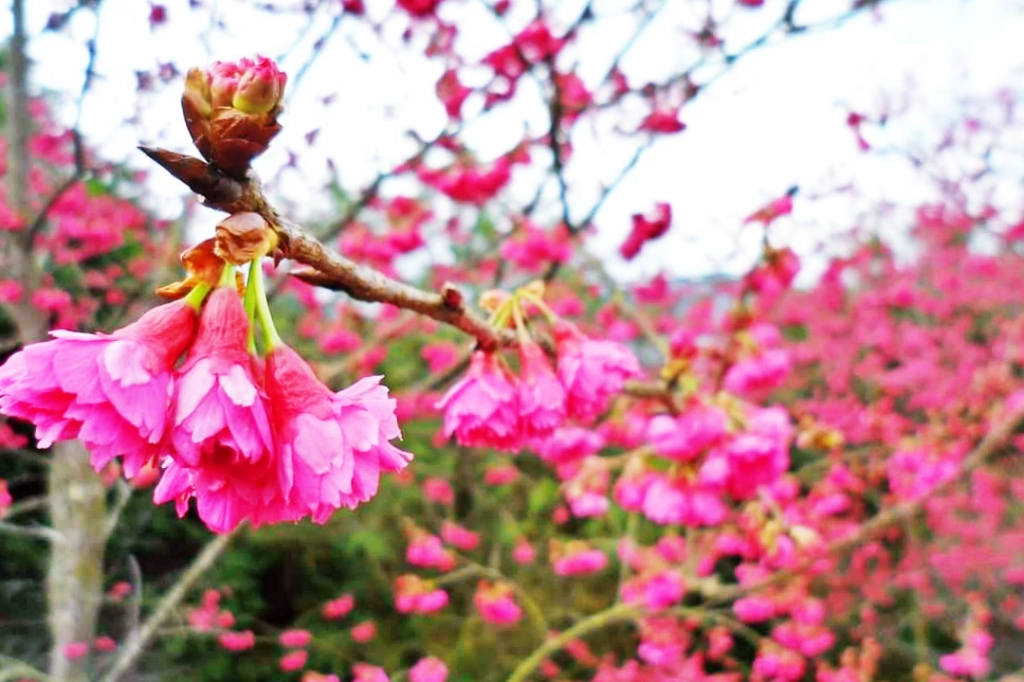 嘉義梅山|寒溪呢森林人文叡地.TWICE周子瑜打卡的賞櫻秘境,聖塔山群峰下的雪白桃花源 @飛天璇的口袋 嘉義梅山|寒溪呢森林人文叡地.TWICE周子瑜打卡的賞櫻秘境,聖塔山群峰下的雪白桃花源 @飛天璇的口袋
