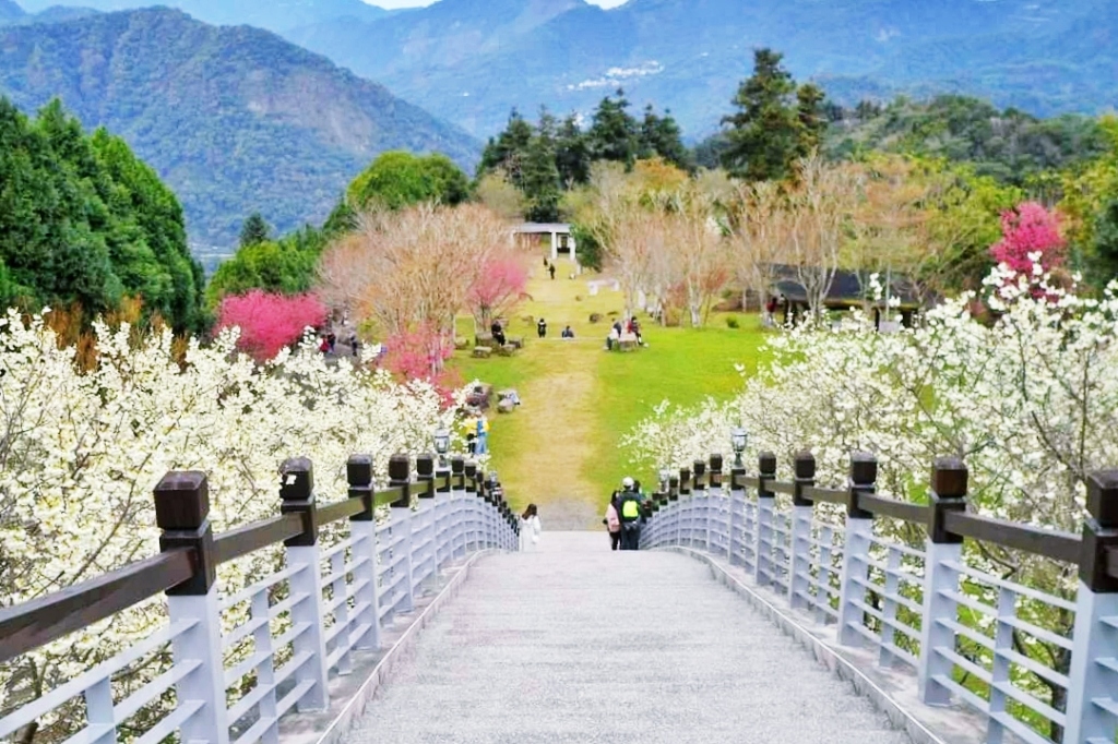 嘉義梅山|寒溪呢森林人文叡地.TWICE周子瑜打卡的賞櫻秘境,聖塔山群峰下的雪白桃花源 @飛天璇的口袋 嘉義梅山|寒溪呢森林人文叡地.TWICE周子瑜打卡的賞櫻秘境,聖塔山群峰下的雪白桃花源 @飛天璇的口袋