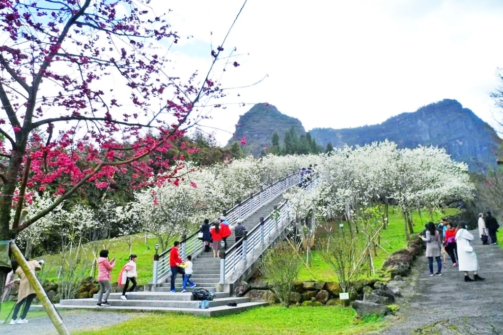 嘉義梅山|寒溪呢森林人文叡地.TWICE周子瑜打卡的賞櫻秘境,聖塔山群峰下的雪白桃花源 @飛天璇的口袋 嘉義梅山|寒溪呢森林人文叡地.TWICE周子瑜打卡的賞櫻秘境,聖塔山群峰下的雪白桃花源 @飛天璇的口袋