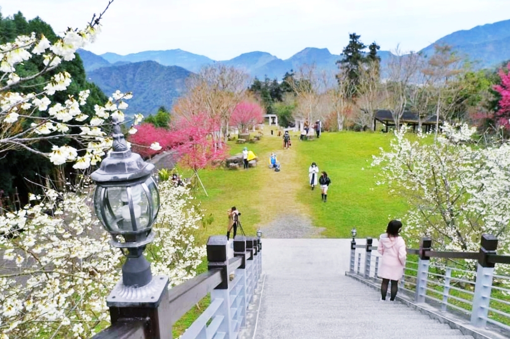 嘉義梅山｜寒溪呢森林人文叡地．TWICE周子瑜打卡的賞櫻秘境，聖塔山群峰下的雪白桃花源 @飛天璇的口袋