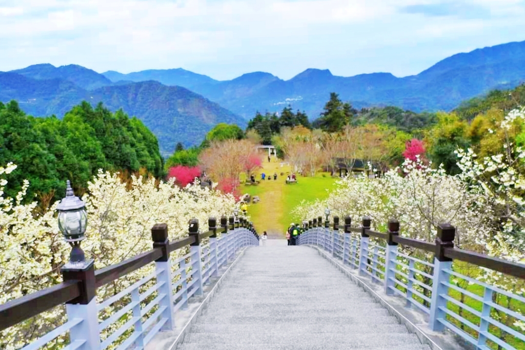 嘉義梅山|寒溪呢森林人文叡地.TWICE周子瑜打卡的賞櫻秘境,聖塔山群峰下的雪白桃花源 @飛天璇的口袋 嘉義梅山|寒溪呢森林人文叡地.TWICE周子瑜打卡的賞櫻秘境,聖塔山群峰下的雪白桃花源 @飛天璇的口袋