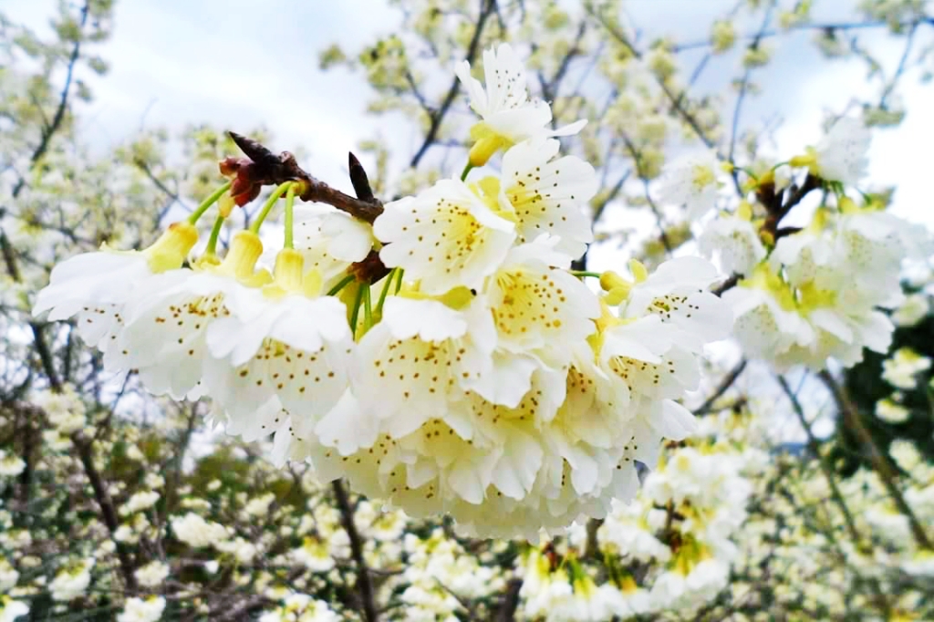 嘉義梅山｜寒溪呢森林人文叡地．TWICE周子瑜打卡的賞櫻秘境，聖塔山群峰下的雪白桃花源 @飛天璇的口袋