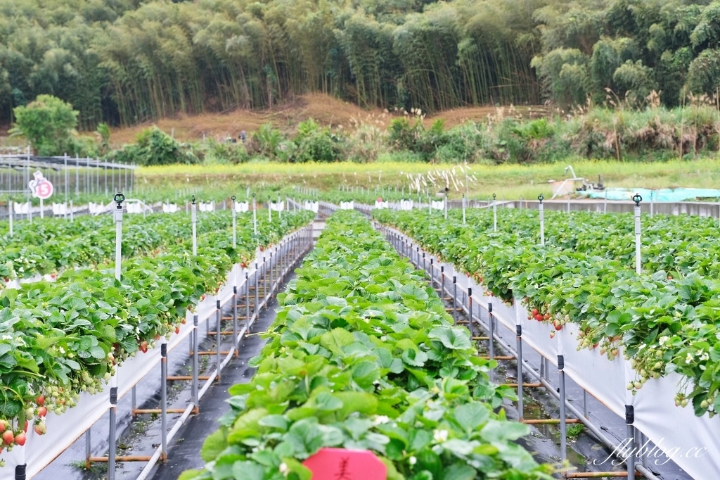 紅色琉璃瓦 SUHU Café |大湖最新景點紅色琉璃瓦草莓園,結合採果、美食、伴手禮 @飛天璇的口袋 紅色琉璃瓦 SUHU Café |大湖最新景點紅色琉璃瓦草莓園,結合採果、美食、伴手禮 @飛天璇的口袋