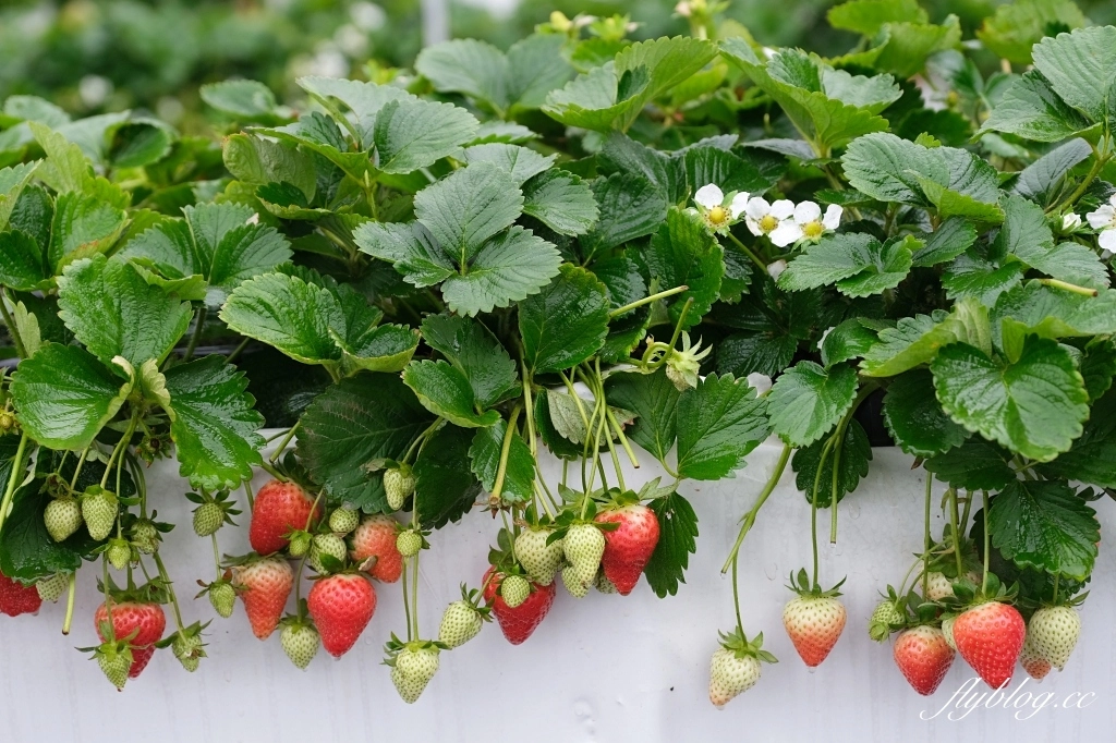 紅色琉璃瓦 SUHU Café |大湖最新景點紅色琉璃瓦草莓園,結合採果、美食、伴手禮 @飛天璇的口袋 紅色琉璃瓦 SUHU Café |大湖最新景點紅色琉璃瓦草莓園,結合採果、美食、伴手禮 @飛天璇的口袋