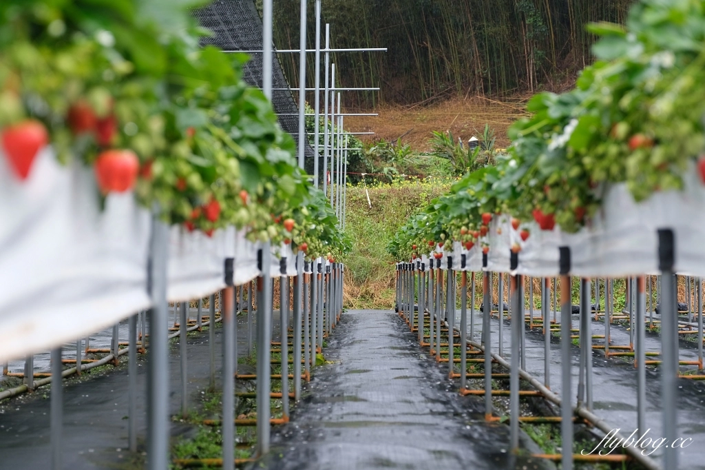 紅色琉璃瓦 SUHU Café |大湖最新景點紅色琉璃瓦草莓園,結合採果、美食、伴手禮 @飛天璇的口袋 紅色琉璃瓦 SUHU Café |大湖最新景點紅色琉璃瓦草莓園,結合採果、美食、伴手禮 @飛天璇的口袋