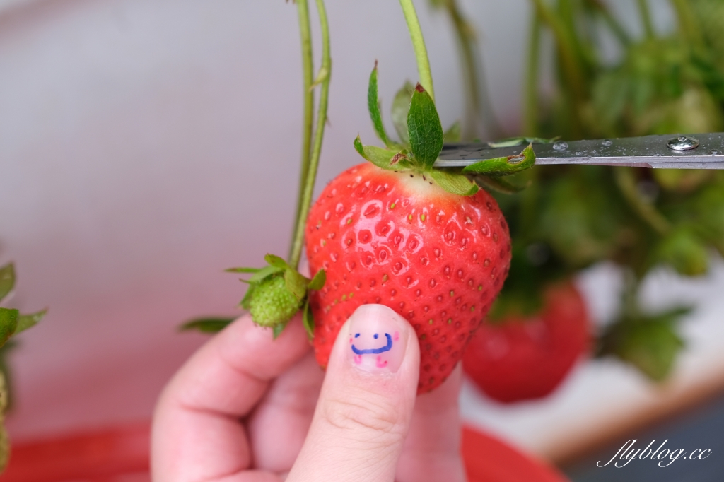 紅色琉璃瓦 SUHU Caf&eacute; ｜大湖最新景點紅色琉璃瓦草莓園，結合採果、美食、伴手禮 @飛天璇的口袋