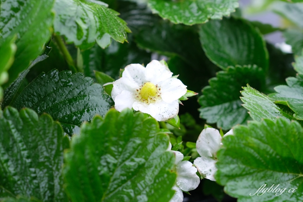 紅色琉璃瓦 SUHU Café |大湖最新景點紅色琉璃瓦草莓園,結合採果、美食、伴手禮 @飛天璇的口袋 紅色琉璃瓦 SUHU Café |大湖最新景點紅色琉璃瓦草莓園,結合採果、美食、伴手禮 @飛天璇的口袋