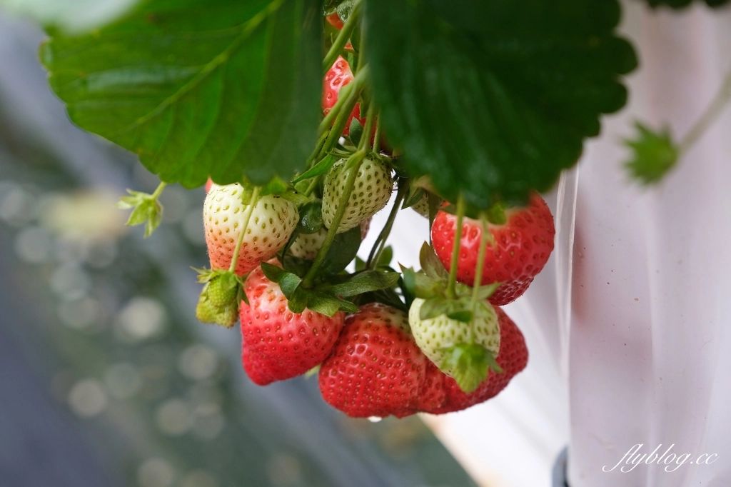 紅色琉璃瓦 SUHU Café |大湖最新景點紅色琉璃瓦草莓園,結合採果、美食、伴手禮 @飛天璇的口袋 紅色琉璃瓦 SUHU Café |大湖最新景點紅色琉璃瓦草莓園,結合採果、美食、伴手禮 @飛天璇的口袋