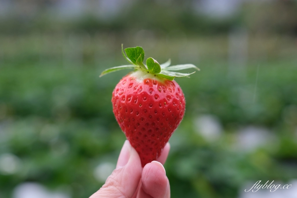紅色琉璃瓦 SUHU Café |大湖最新景點紅色琉璃瓦草莓園,結合採果、美食、伴手禮 @飛天璇的口袋 紅色琉璃瓦 SUHU Café |大湖最新景點紅色琉璃瓦草莓園,結合採果、美食、伴手禮 @飛天璇的口袋