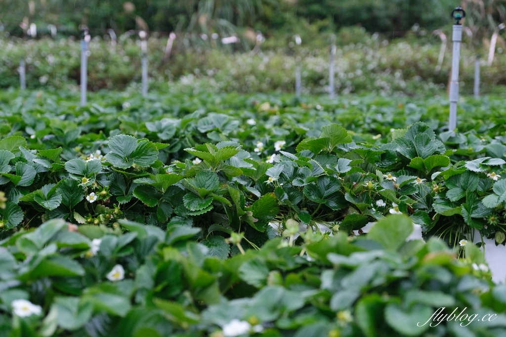 紅色琉璃瓦 SUHU Café |大湖最新景點紅色琉璃瓦草莓園,結合採果、美食、伴手禮 @飛天璇的口袋 紅色琉璃瓦 SUHU Café |大湖最新景點紅色琉璃瓦草莓園,結合採果、美食、伴手禮 @飛天璇的口袋