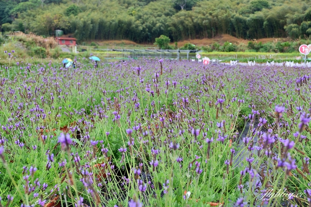 紅色琉璃瓦 SUHU Café |大湖最新景點紅色琉璃瓦草莓園,結合採果、美食、伴手禮 @飛天璇的口袋 紅色琉璃瓦 SUHU Café |大湖最新景點紅色琉璃瓦草莓園,結合採果、美食、伴手禮 @飛天璇的口袋