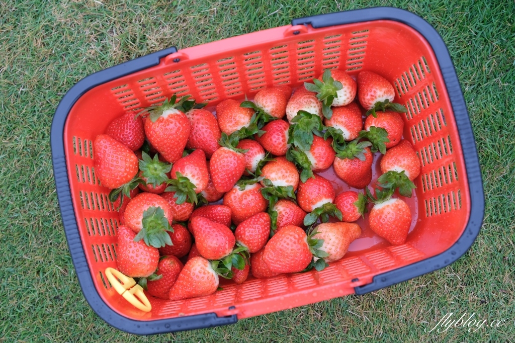 紅色琉璃瓦 SUHU Café |大湖最新景點紅色琉璃瓦草莓園,結合採果、美食、伴手禮 @飛天璇的口袋 紅色琉璃瓦 SUHU Café |大湖最新景點紅色琉璃瓦草莓園,結合採果、美食、伴手禮 @飛天璇的口袋