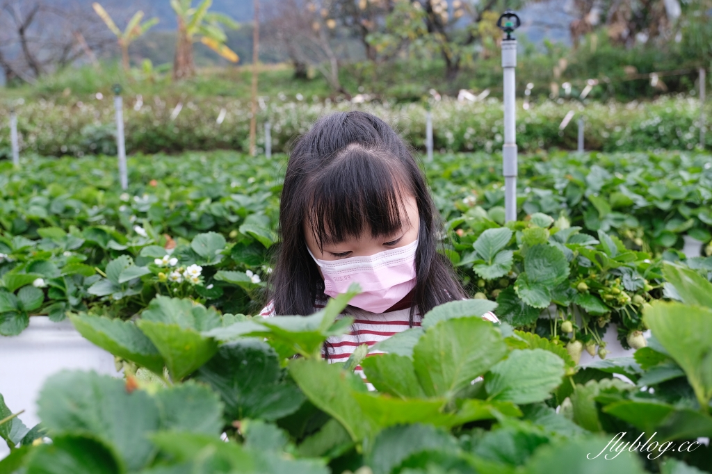 紅色琉璃瓦 SUHU Caf&eacute; ｜大湖最新景點紅色琉璃瓦草莓園，結合採果、美食、伴手禮 @飛天璇的口袋