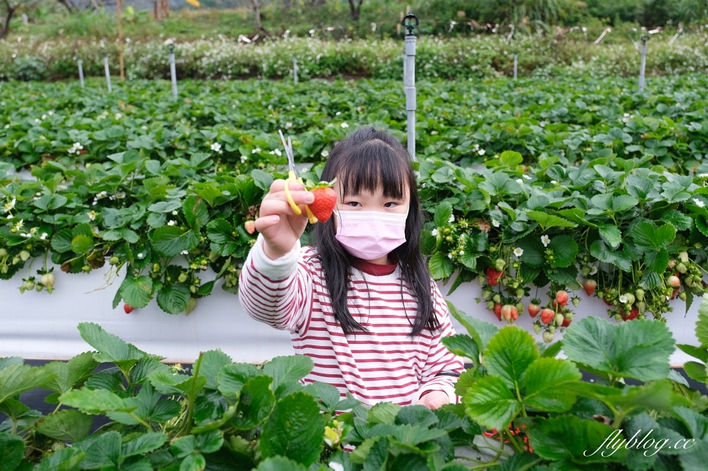 紅色琉璃瓦 SUHU Café |大湖最新景點紅色琉璃瓦草莓園,結合採果、美食、伴手禮 @飛天璇的口袋 紅色琉璃瓦 SUHU Café |大湖最新景點紅色琉璃瓦草莓園,結合採果、美食、伴手禮 @飛天璇的口袋