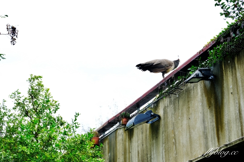 苗栗頭屋｜明德水庫日新島．電影魯水花的拍攝地，全台唯一的湖中島嶼 @飛天璇的口袋